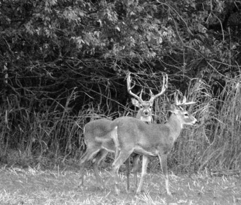 Deer, other fall hunting seasons under way