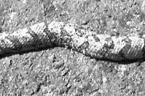 Apparent timber rattlesnake spotted in county